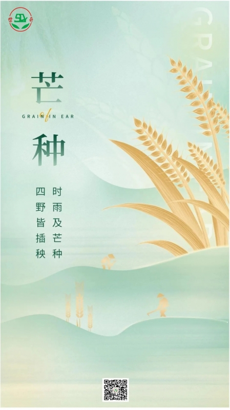二十四节气丨芒种