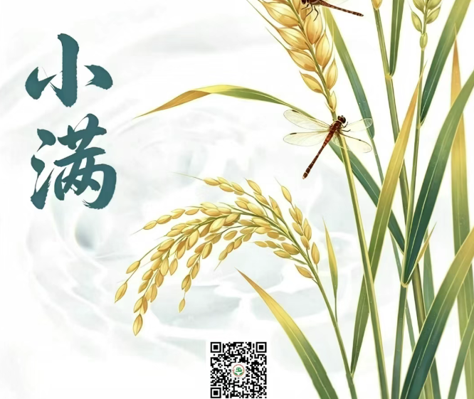 二十四节气  |  小满